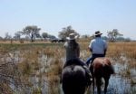 Horse riding safari: okavango-delta-ride-elephants