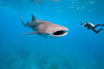 Tsara Komba: whaleshark-madagaskar