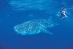 whaleshark-swim-small1