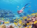 Alphonse Island experiences: snorkling seychellerna