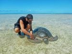 Alphonse Island experiences: turtle_alphonse