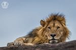 The Safari Experience: Lion masai mara