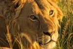 Wildlife: The-Highlands-lion-portrait