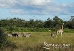 Maputo Special Reserve: MSR Giraffe & Zebra