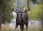 Aurora Safari Camp: random moose by luck on safari small