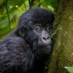 Gorilla Safari in Rwanda & Uganda